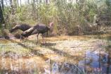 Two Wild Turkeys walking through the marsh in Everglades National Park.