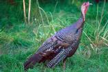 Side view of Wild Turkey