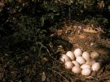 Wild Turkey nest with eggs