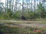Wild Turkey in Everglades National Park