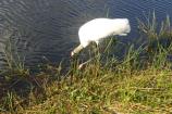 Wood Stork along the Anhinga Trail in Everglades National Park. Photo taken February 2006.