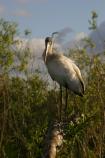 Wood Stork on Anhinga Trail
