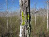 Chrysothrix candelaris, a crustose lichen, growing on the bark of a cypress tree.