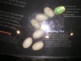 Alligator Eggs