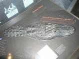 American alligator