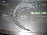 Alligator Tail
