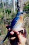 Eastern Bluebird
