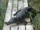 American alligator blocking the boardwalk that leads to the hydrologic monitoring station in Taylor Slough.