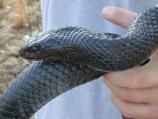 Eastern indigo snake (Drymarchon corais couperi)