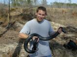 Eastern indigo snake (Drymarchon corais couperi)