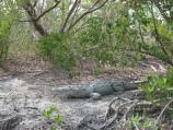 American crocodile resting in the sand on Cape Sable in Everglades National Park.