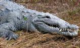 Head and shoulders of American crocodile