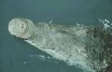 Crocodile snout
