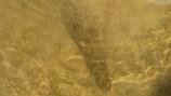 Head of American crocodile under water