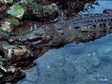 American crocodile along edge of water
