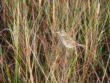 Cape Sable Seaside Sparrow perched in sawgrass. Photo taken in 2005.