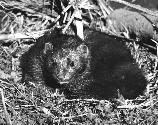 Florida mink. Date and location of photograph unknown. Original b&w, 9 x 10 in. Photo courtesy of State Library and Archives of Florida. Shelf number: S1553B2F1. Photo not available through the National Park Service for public use.