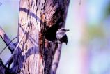 Brown-headed Nuthatch perched on tree trunk