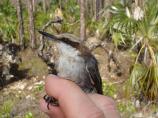 Close-up of Brown-headed Nuthatch