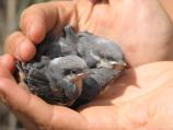 Three Brown-headed Nuthatch nestlings
