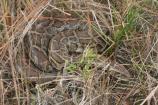 01 Snake in the Grass