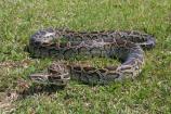 Burmese pythons, such as this one, have been found to consume a wide variety of wildlife, including alligators, wood storks, and Key Largo woodrats.
