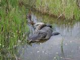 Several predatory interactions between Burmese pythons and alligators have now been documented in Everglades National Park.