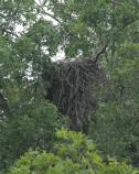 Empty Nest