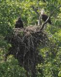 Adult and Flegling