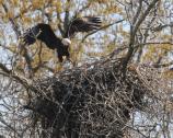 Adult and Flegling on nest