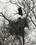 Pair on nest