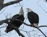 Eagle adult pair