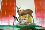 Blacktailed Deer and Raven