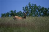 White-tailed deer