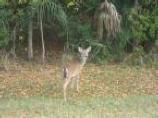 White-tailed deer on Cockspur Island