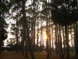 Sunset through the pines
