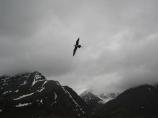 A long tailed jaeger flyins in a cloudy sky above mountains speckled with snow.