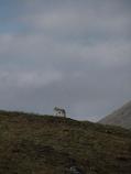 A silhouetted lone wolf trots up a tudra hillside.