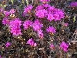 Lapland Rosebay, rhododendron lapponicum, is a member of the Heath family.