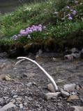 A caribou antler sticks up in a stream with wildflowers looking on from the bank.