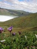 Wildflowers and Ice