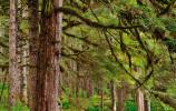 Trees cloak Bartlett Cove in green