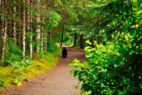 Black bear in Bartlett Cove
