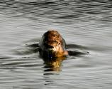 River Otter