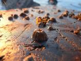 Barnacles at low tide and at sunset