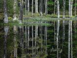 Blackwater Pond Relection