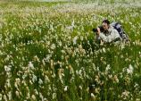 Alaska Cottongrass