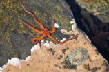 Brittle star in the intertidal zone of Glacier Bay