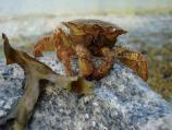 Crab
