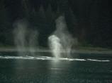The Breath of a Whale